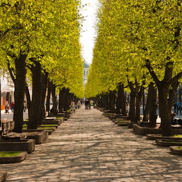 Tree line at Laisves Aleja