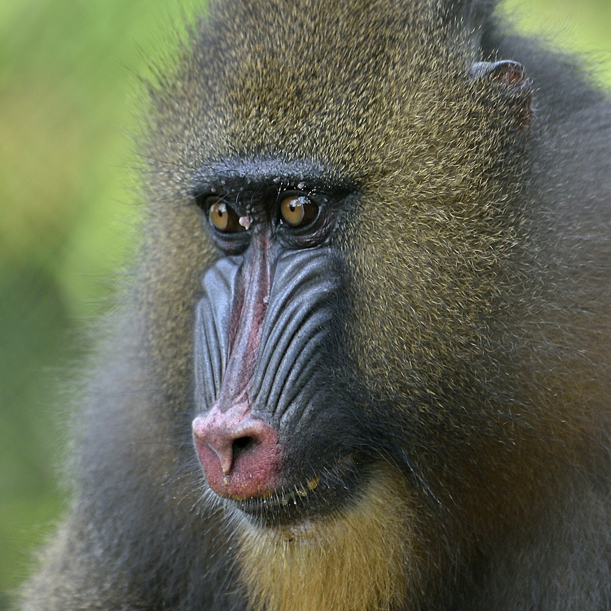 Mandrill -Mandrillus sphinx-, female, animal portrait, captive, South-West Region, Cameroon