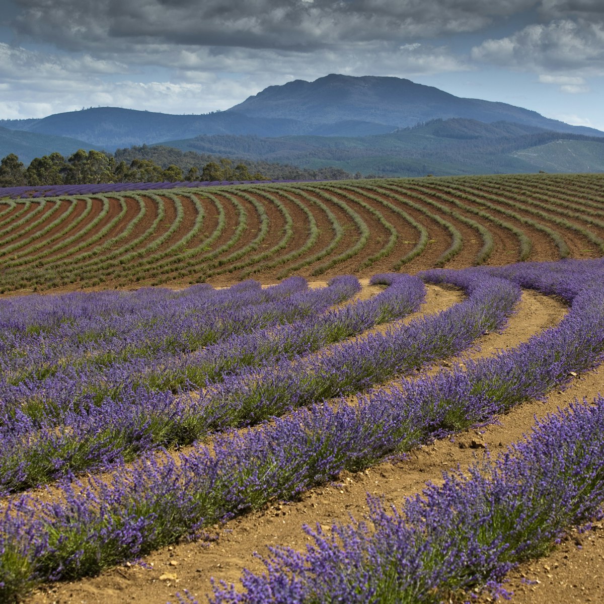 Bridestowe Estate Lavender Farm.
