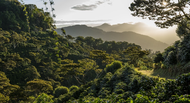1402213961
Sunrise in a coffee farm in the mountains of Panama, Chiriqui - stock photo