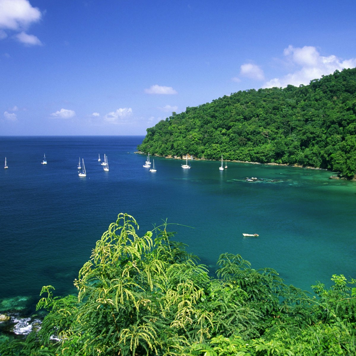 Pirates Bay, Small Antilles, Tobago, Caribbean