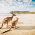 Hungry Kangaroos at Lucky Bay beach in Cape Le Grand national park, Western Australia