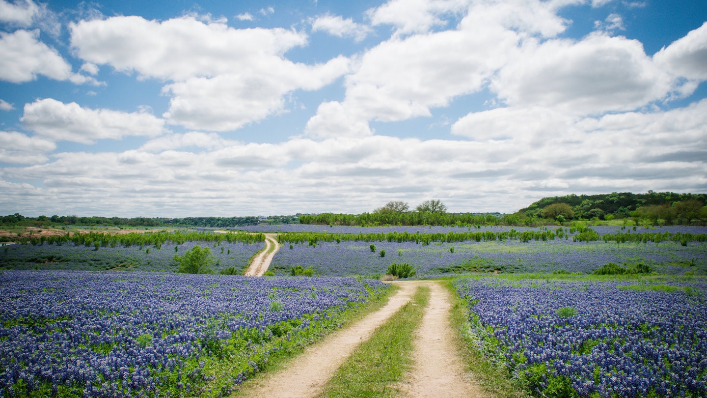A Texas Hill Country field covered in bluebonnets.
493978566
2015; Flower; Flower Head; Footpath; Photography; Austin - Texas; Blue; Bluebonnet; Day; Dirt Road; Driving Path; Lake Travis; Majestic; Outdoors; Texas; Texas Bluebonnet; Texas Hill Country; Trail; Trail - British Columbia; Gulf Coast States; Hill; Nature; Travis County; Tree; Horizontal; No People; Single Lane Road; Sky; Southern USA; Springtime; Sun; Sunlight; Sunny;