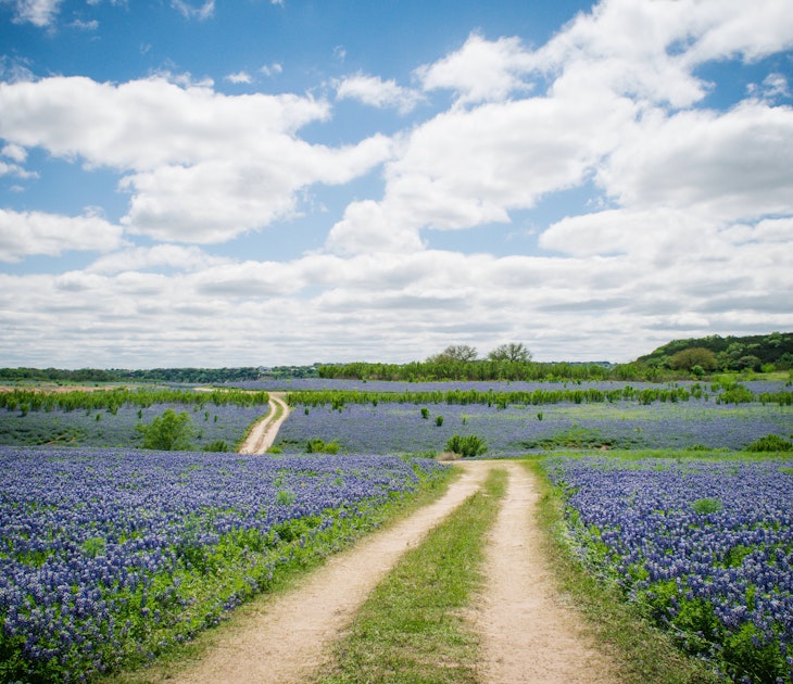 A Texas Hill Country field covered in bluebonnets.
493978566
2015; Flower; Flower Head; Footpath; Photography; Austin - Texas; Blue; Bluebonnet; Day; Dirt Road; Driving Path; Lake Travis; Majestic; Outdoors; Texas; Texas Bluebonnet; Texas Hill Country; Trail; Trail - British Columbia; Gulf Coast States; Hill; Nature; Travis County; Tree; Horizontal; No People; Single Lane Road; Sky; Southern USA; Springtime; Sun; Sunlight; Sunny;