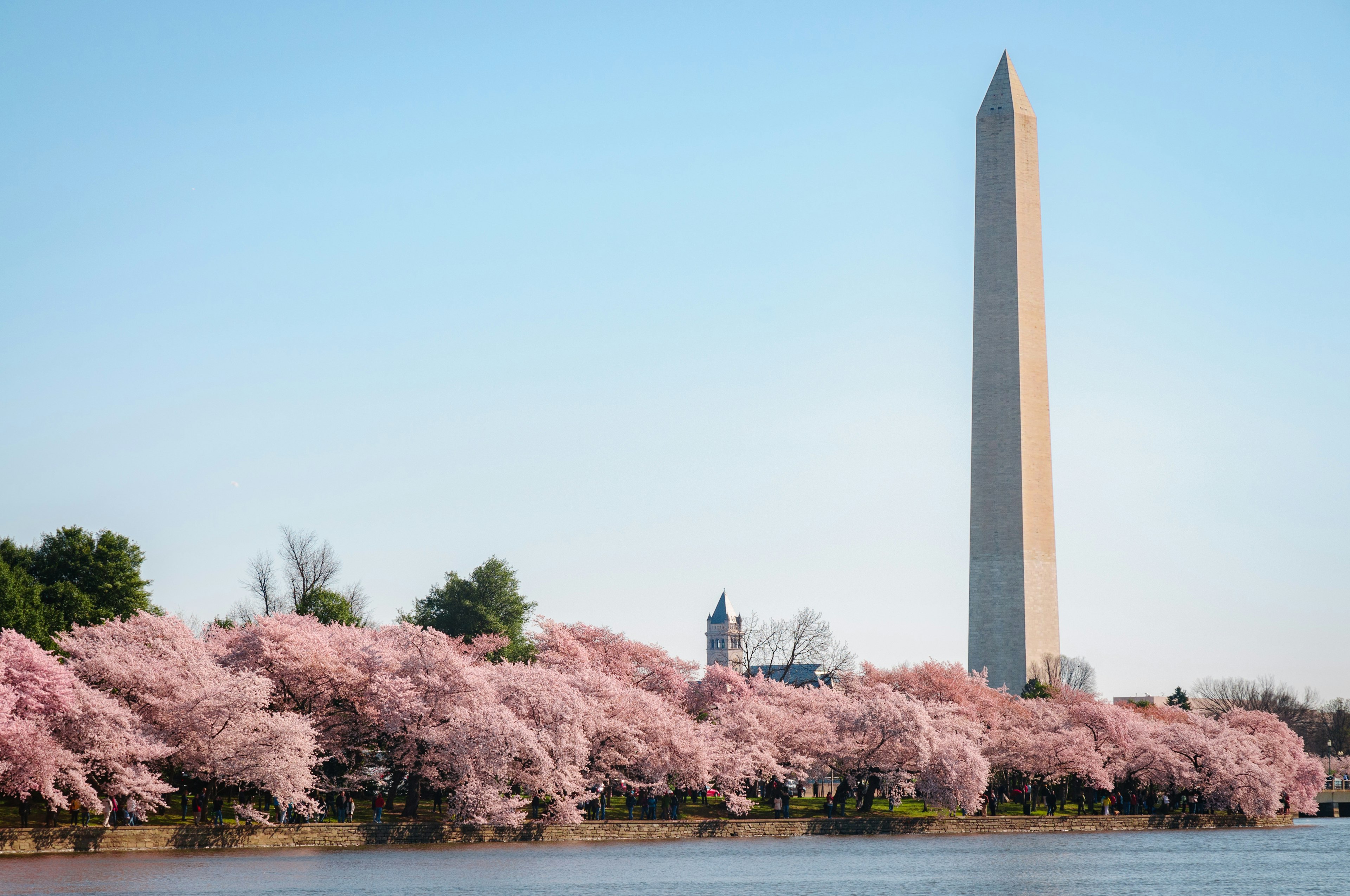 A row of cherry trees in full, pink blossoms run alongside a large waterway near a tall pointed monument.