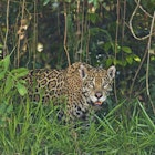 Wild Jaguar walking through thick vegetation in Pantanal, Brazil
522075875
Animal Wildlife; Animals In The Wild; Big Cat; Brazil; Bush; Photography; Plant; Wetland; Feline; Forest; Green; Green Color; Outdoors; Pantanal Wetlands; Horizontal; Jaguar; Undomesticated Cat; Walking;
