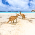 Two kangaroos standing on the beach at Lucky Bay in Cape Le Grand National Park.