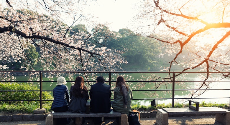 Cherry blossom flowers in garden with many people at Tokyo, Japan. License Type: media Download Time: 2022-04-19T10:32:43.000Z User: clairenaylor Is Editorial: No purchase_order: