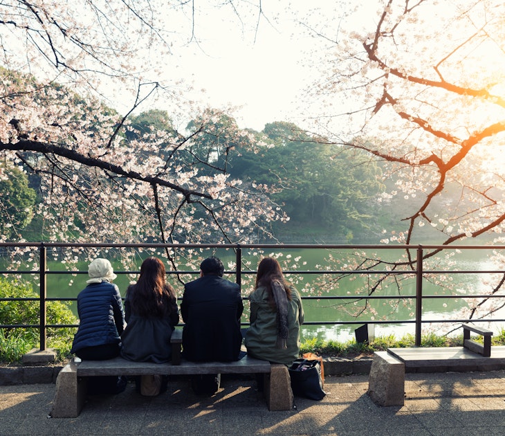 Cherry blossom flowers in garden with many people at Tokyo, Japan. License Type: media Download Time: 2022-04-19T10:32:43.000Z User: clairenaylor Is Editorial: No purchase_order: