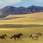 Horses in the Assy Plateau, near Almaty, Kazakhstan