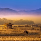 Beautiful Rice field in the morning mist at pai, mae hong son, thailand License Type: media Download Time: 2023-07-26T04:40:11.000Z User: claramonitto Is Editorial: No purchase_order: 56530/Global Publishing-WIP