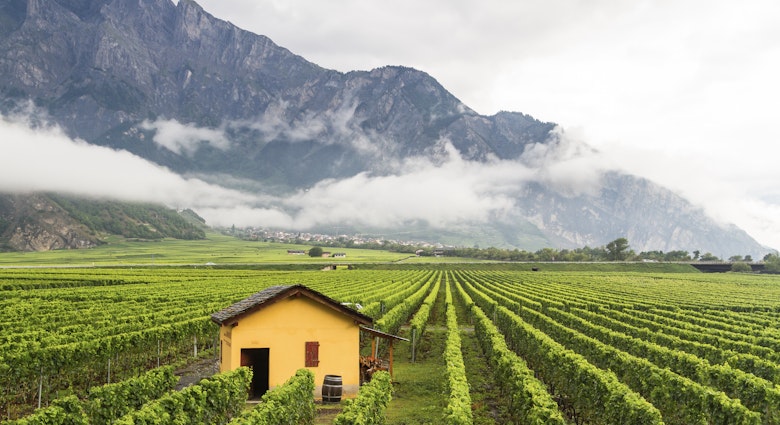 Vineyard in Valais canton, near Sierre, Sion and Martigny, Switzerland; Shutterstock ID 253309927; purchase_order: 65050; job: Lonely Planet Online Editorial; client: Best places in Valais; other: Brian Healy
253309927
agricultural, agriculture, alpine, alps, building, chalet, cloud, cloudy, cottage, countryside, cultivation, culture, field, fresh, fruit, grape, green, grow, growing, harvest, hill, house, hut, landscape, mist, misty, mountain, nature, outdoor, pastoral, pole, produce, rain, rainy, ripe, row, rural, scene, scenery, scenic, summer, swiss, town, travel, valais, valley, village, vines, wine, winery
Vineyard in Valais canton, near Sierre, Sion and Martigny, Switzerland