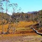 A female hiker pauses on wooden boardwalk, which winds through bush land at Cradle Mountain.