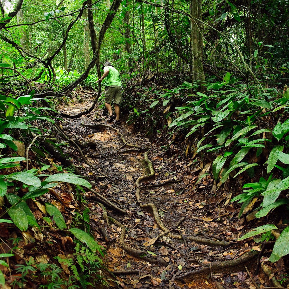 A tourist avoiding jungle vines as he explores a jungle path at the Asa Wright Nature Centre, Trinidad, Trinidad & Tobago
Asa Wright Nature Centre, Trinidad, Trinidad & Tobago - stock photo