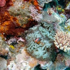 Underwater views near Tanna, Vanuatu