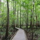 The Boardwalk at Congaree National Park, South Carolina.