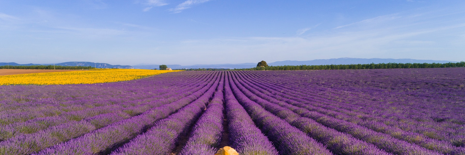 Woman enjoying the lavender fields in Provence. France. Aerial view.